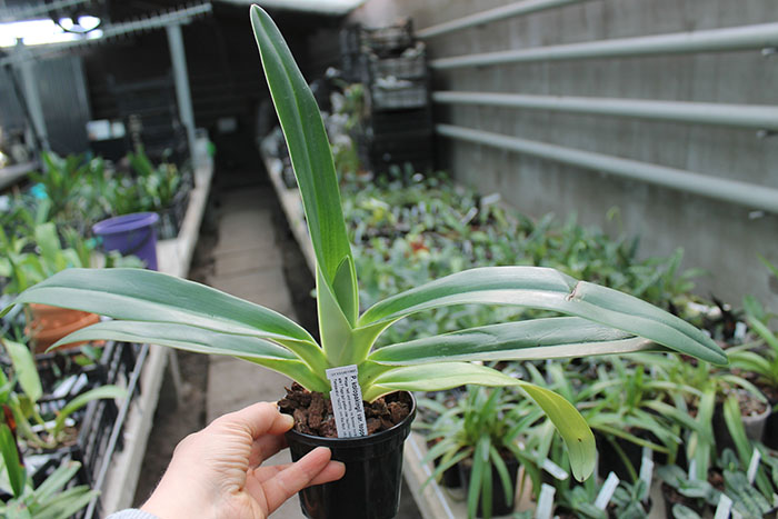 Paphiopedilum kolopakingii var topperi x Betty Bracey.jpg