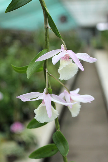 Dendrobium pierardii.jpg