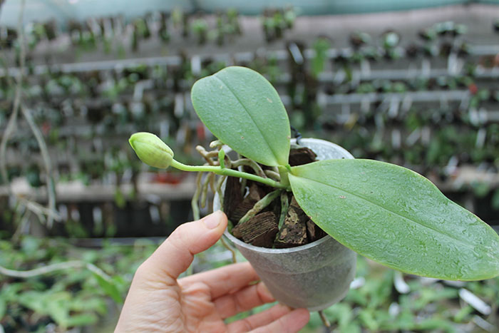 Phalaenopsis Orchid World 'Bonnie Vasquez'.jpg