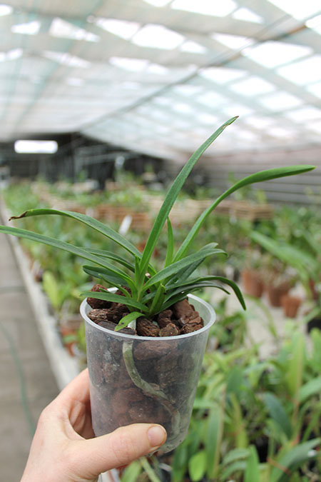 Vanda lamellata.jpg
