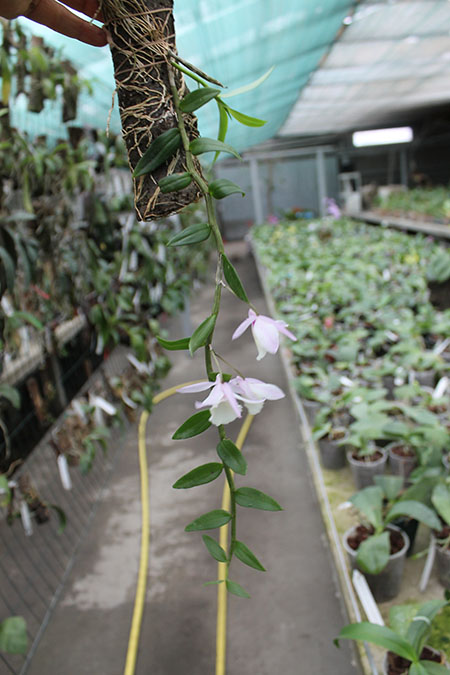 dendrobium pierardi.jpg