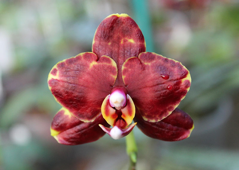 Phalaenopsis (Haur Jin diamond-Sogo Manager)'#1' x Yaphon Goldnight '#3'.jpg