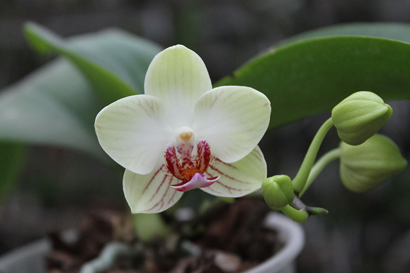 Doritaenopsis Little Gem Stripe x Phalaenopsis Joy Dreamy Jade.jpg