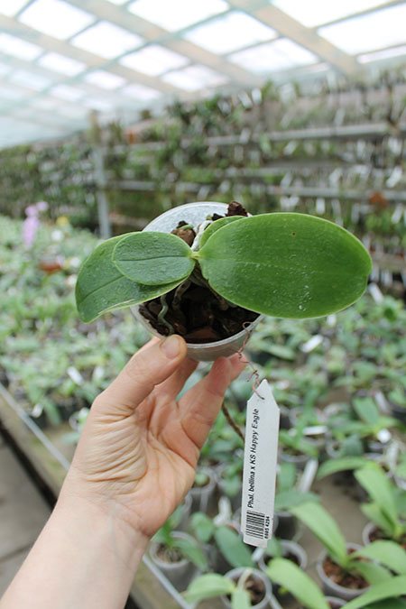 Phalaenopsis bellina x KS Happy Eagle.jpg