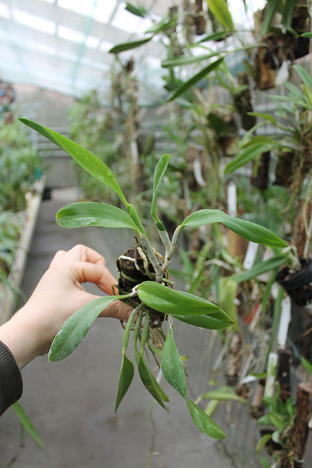 Laelia praestans 'Black Lip' XXX x Laelia praestans 'Daniel' XXX.jpg