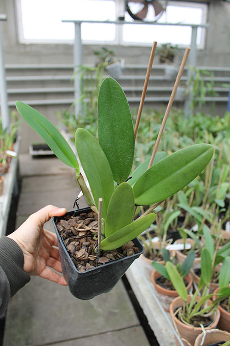 Cattleya lueddemanniana (coerulea 'Mariauxi' x tipo) x lueddemanniana coerulea 'Tania'.jpg