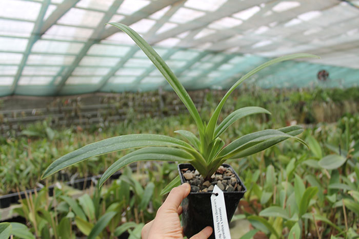 Phragmipedium Living Fire.jpg