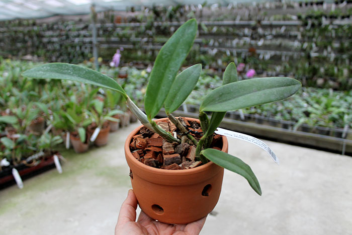 Laeliocattleya Cariad's Mini-Quinee 'Angel Kiss'.jpg