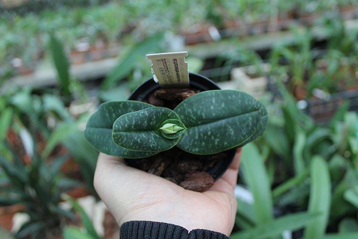 Paphiopedilum wellesleyanum album x Iratsume album.jpg