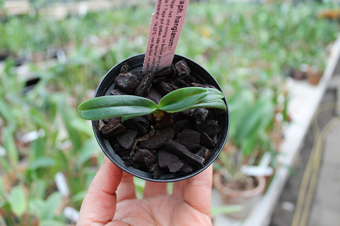 Paphiopedilum hangianum.jpg