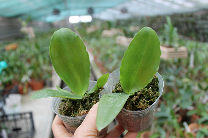 Phalaenopsis Red Jaguar (Phalaenopsis Hsu Li-Shian x Phalaenopsis gigantea).jpg