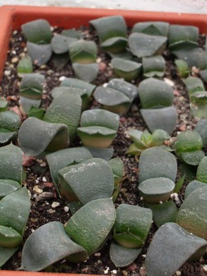 Gasteria armstrongii - самые широкие языки листье в роду