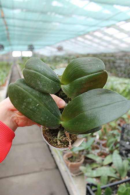 Phalaenopsis Sentra x Black Eagle.jpg