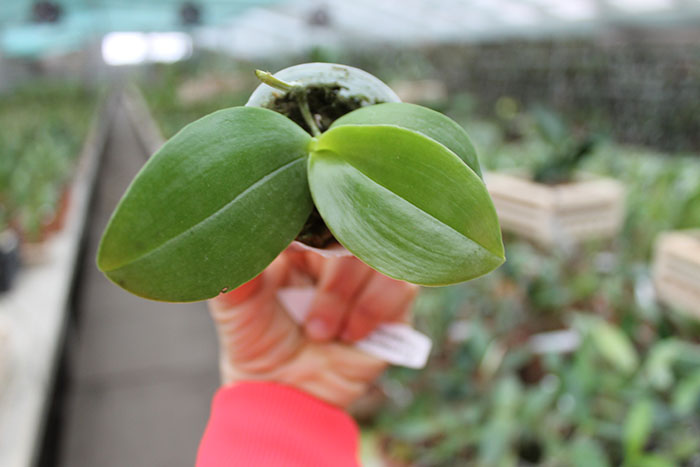 Phalaenopsis Lyndon Coral Grosbeak x gigantea.jpg