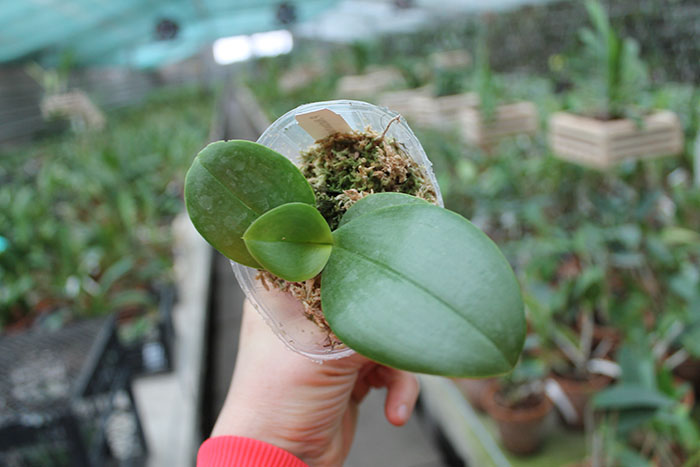 Phalaenopsis Natasha 'Auspice'.jpg