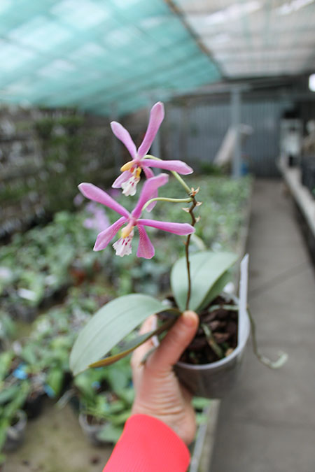 Phalaenopsis Bronze Maiden.jpg