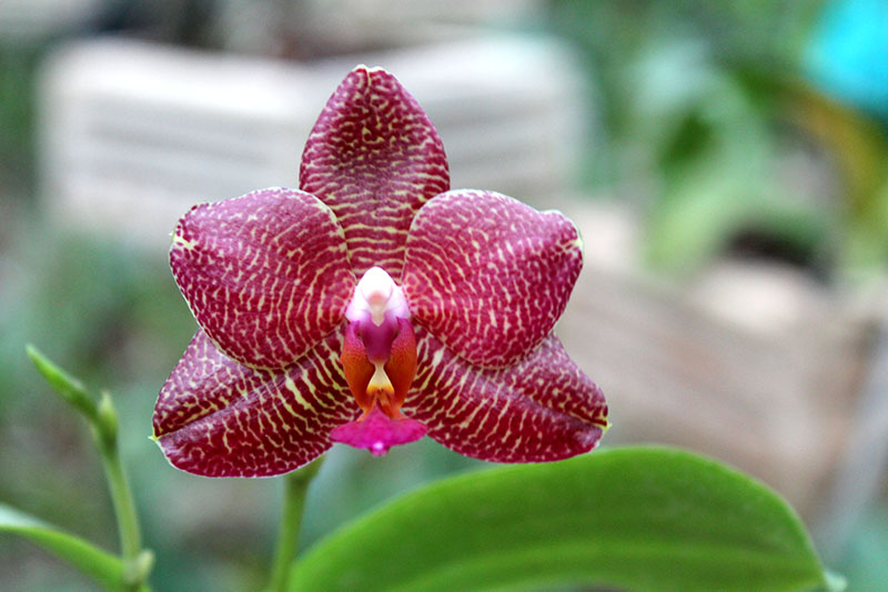 Phalaenopsis Yaphon Goodboy x Ld's Bear Queen.jpg