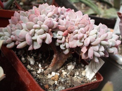 Echeveria f. cristata - гребешковая форма с настолько мелкими<br />листиками, что сливаясь они образуют плотную крону и получается вид<br />деревца.