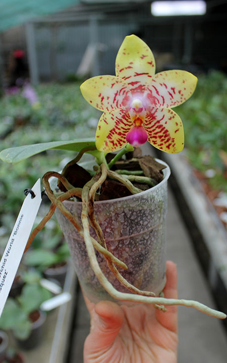 Phalaenopsis Orchid World 'Bonnie Vasquez'.jpg