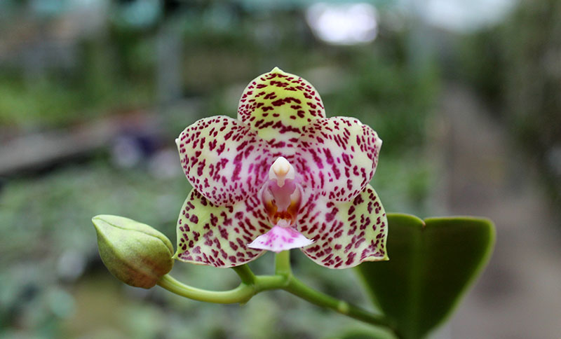 Phalaenopsis Natasha 'Aiko'.jpg