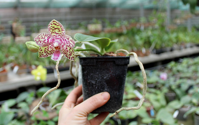 Phalaenopsis Natasha 'Aiko'.jpg