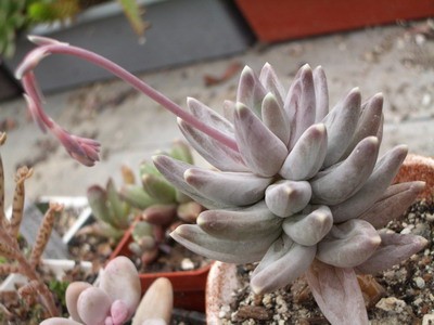 Это или какой-то не знакомый мне вид пахифитума, толи что-то<br />гибридное, типа пахиверии. Но цветет красиво!