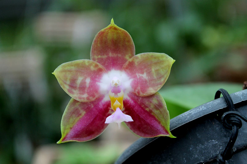 Phalaenopsis Yaphon Red Jewel x Ld's Bear King.jpg