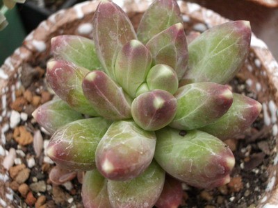 Pachyphytum compactum - образует плотную шишку и очень красиво<br />цветет.