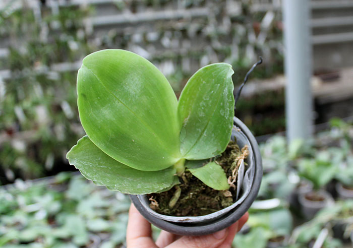 Phalaenopsis bellina 'Red Apple' x bellina.jpg