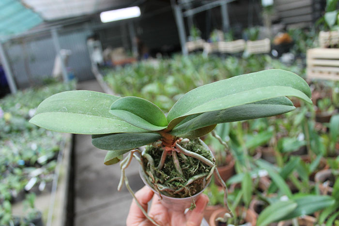 Doritaenopsis Lius Sakura.jpg