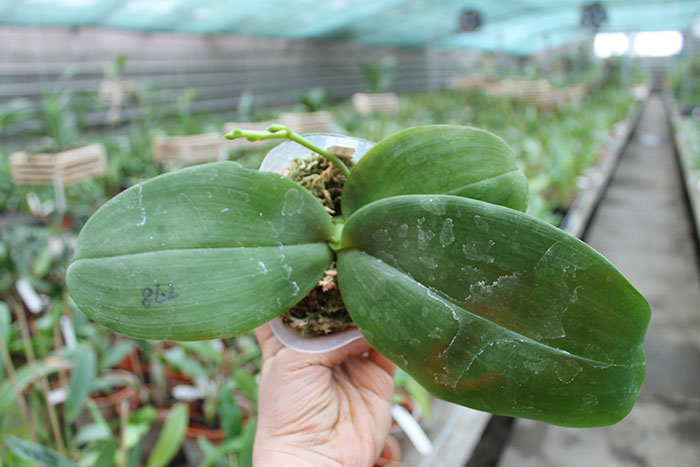 Phalaenopsis gigantea x Chang Yi 'Green Giant'.jpg