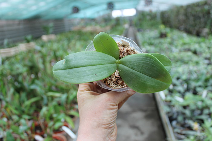 Phalaenopsis gigantea x bellina blue.jpg