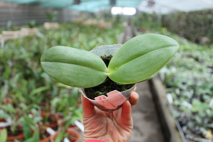 Phalaenopsis Jong's Gigan Cherry 'Prince' x gigantea.jpg