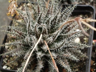 Aloe haworthioides - миниатюра, красиво опушенная и ярко цветковая.