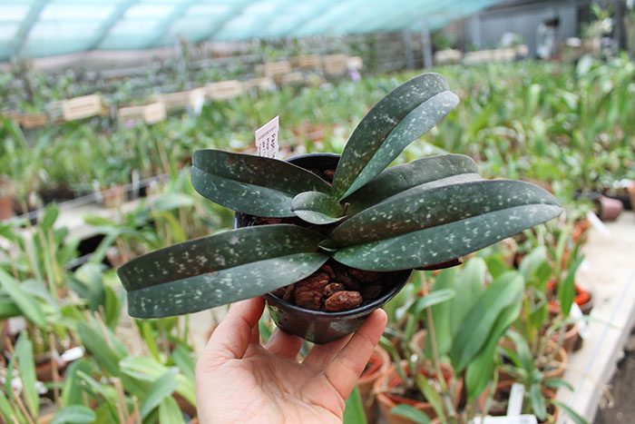 Paphiopedilum leucochilum.jpg