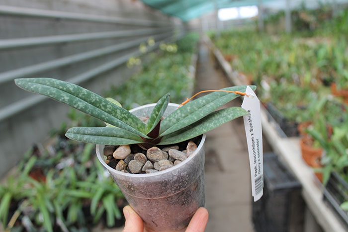 Paphiopedilum leucochilum x Sunshine Glory x concolor.jpg