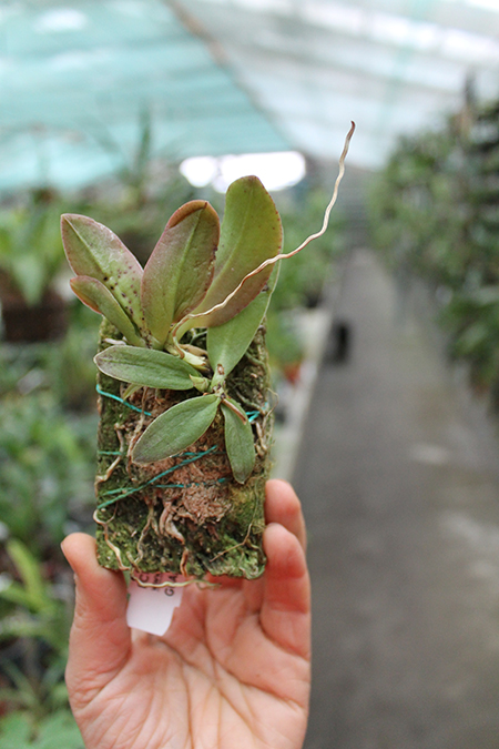 Trichocentrum pulchrum.jpg