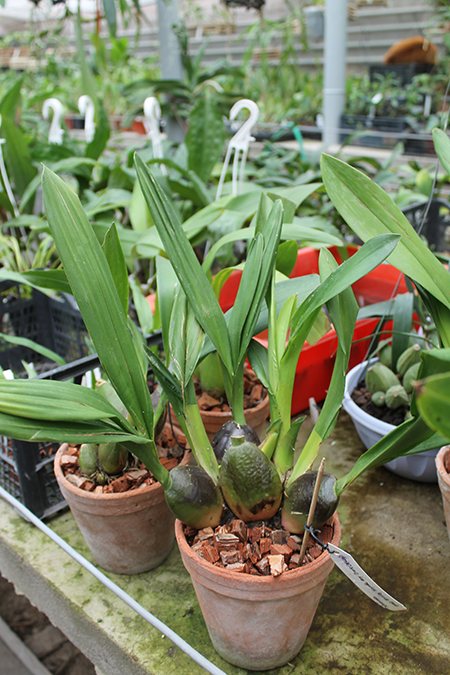 Odontioda Lovely Morning Sayaka 'Very Dark'.jpg