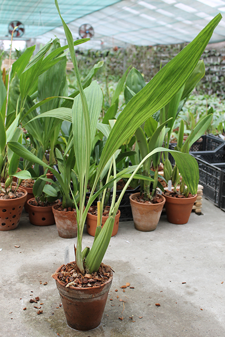 Ida reichenbachii.jpg