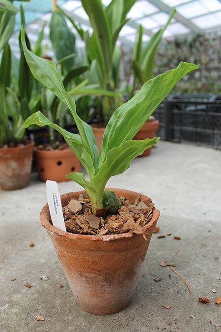 Lycaste macrobulbon.jpg