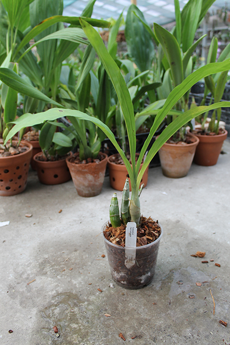Catasetum macroglossum.jpg