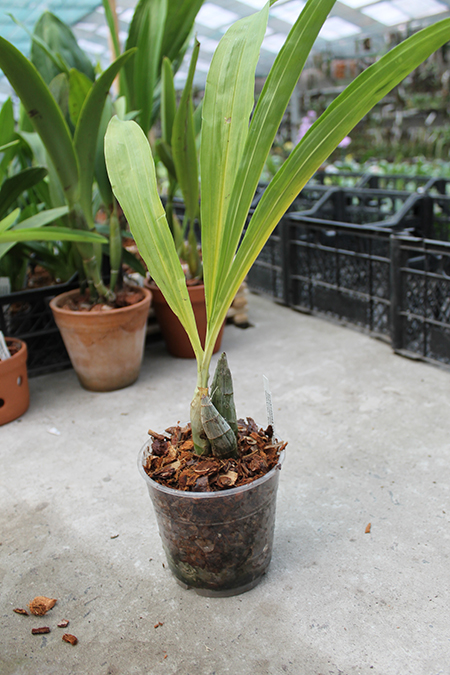 Catasetum expansum.jpg