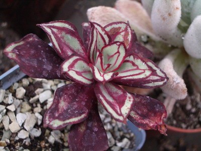 Echeveria nodulosa - чем жестче условия содержания, тем ярче<br />растение.