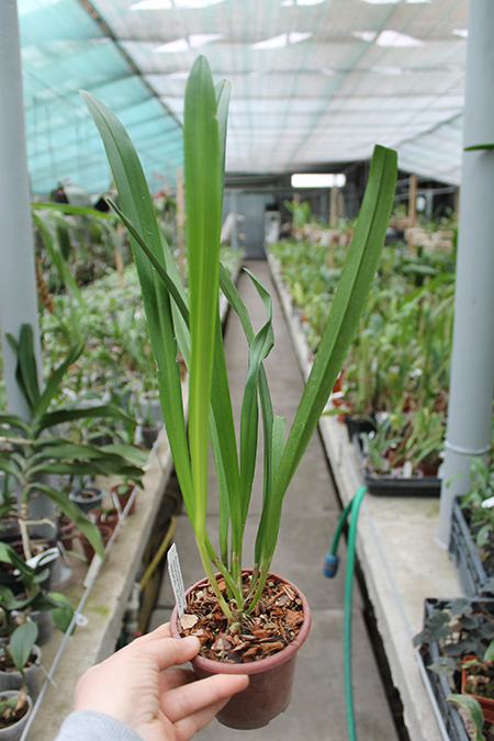 Dracula houtteana.jpg