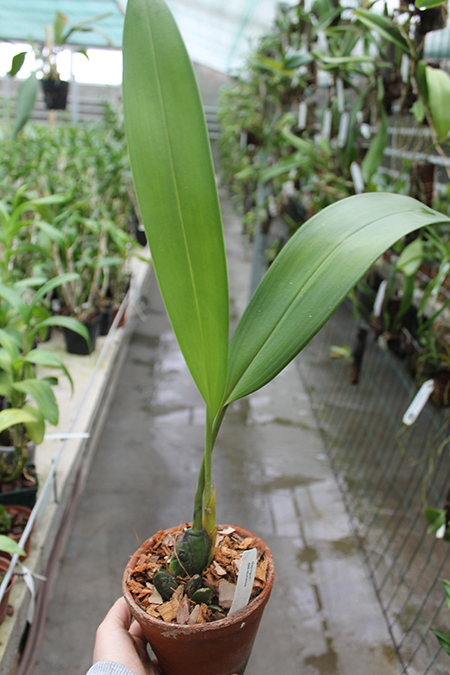 Maxillaria desvauxiana.jpg