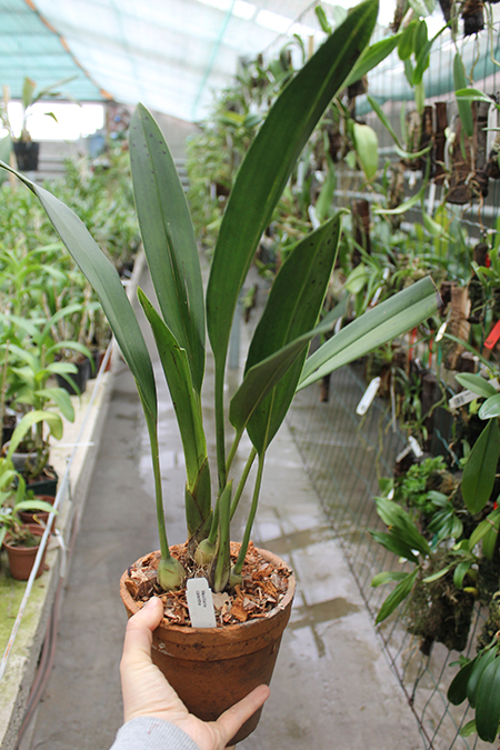 Maxillaria calantha.jpg