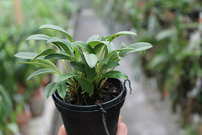 Masdevallia brachyura.jpg