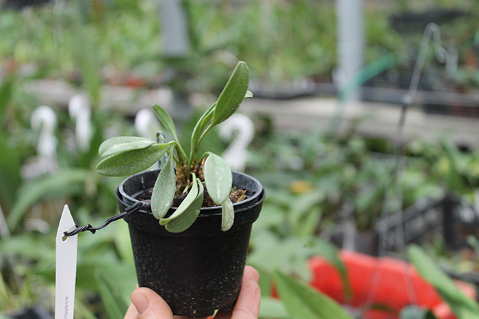 Masdevallia caloptera.jpg