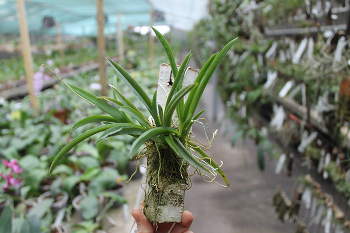 Oncidium (Tolumnia) hybrids.jpg