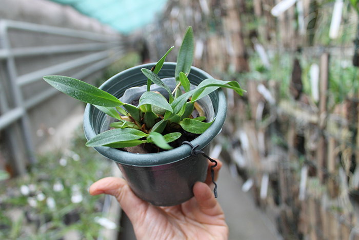 Oncidium cheirophorum.jpg